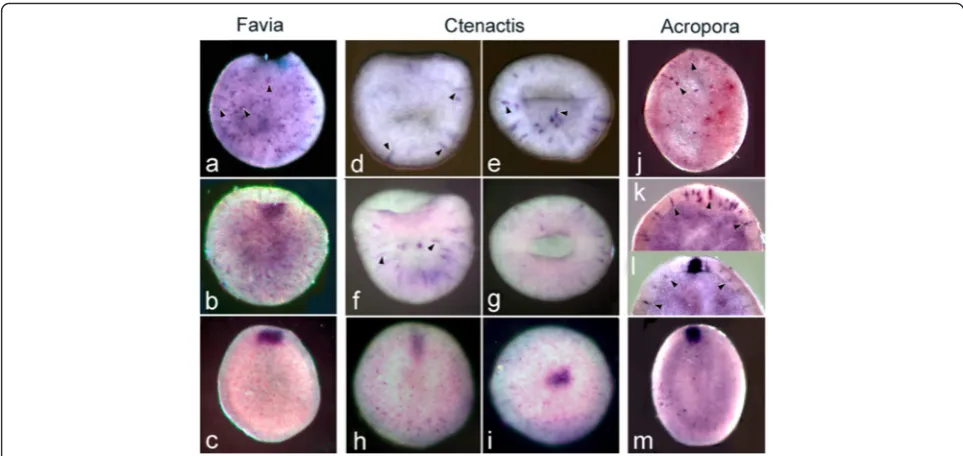 Fig. 6 Forkhead(arrowheads). (the same embryo). (showing expression in the blastopore/oral pore and in scattered ectodermal cells