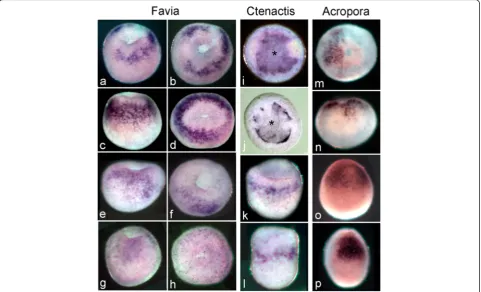 Fig. 7 Chordin expression in the three species. (a-h) Expression of Flchd in three embryos of similar age, and one that is slightly older, in side(a,c,e,g) and oral views (b, d, f, h)
