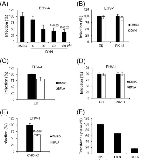 FIG 2 Effects of dynasore (DYN) and BFLA on EHV-1 and EHV-4 entry.(A) ED cells were infected with EHV-4 (MOI � 5) in the presence ofincreasing doses of dynasore