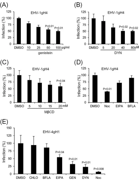 FIG 5 EHV-1gH(A), dynasore (DYN) (B), Minfection with EHV-1gHS440A entry into ED cells