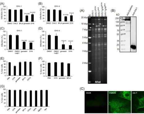 FIG 6 Effects of MAb P4C2 and soluble �4�1 integrin on EHV-1 entry. EDcells were incubated with 20 �g/ml of anti-�4�1 integrin MAb P4C2