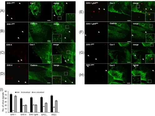 FIG 8 Colocalization of viral particles with caveolin during entry. ED cells were incubated with EHV-1h as indicated