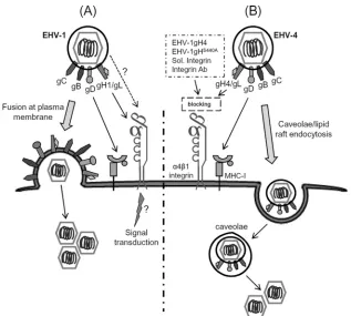 FIG 10 Putative model of the route of entry of EHV-1 and EHV-4 into equine epithelial cells