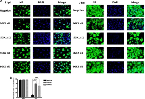 FIG 4 SGK1-speciﬁc siRNAs impair the export of inﬂuenza vRNPs into the cytoplasm of A549 cells