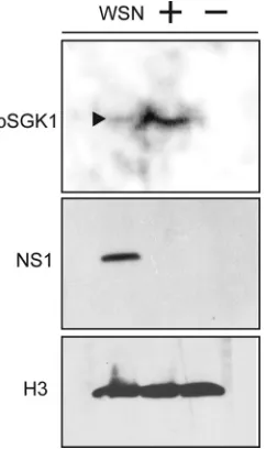 FIG 5 GSK 650394 does not inhibit nuclear export of HIV Rev protein. (A) A549 cells were treated with GSK 650394 (50 �M) or solvent DMSO