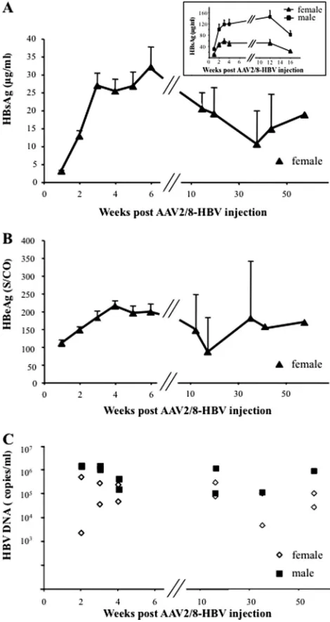 FIG 1 Persistence of HBV antigens and HBV DNA in sera of AAV2/8-HBV-10 