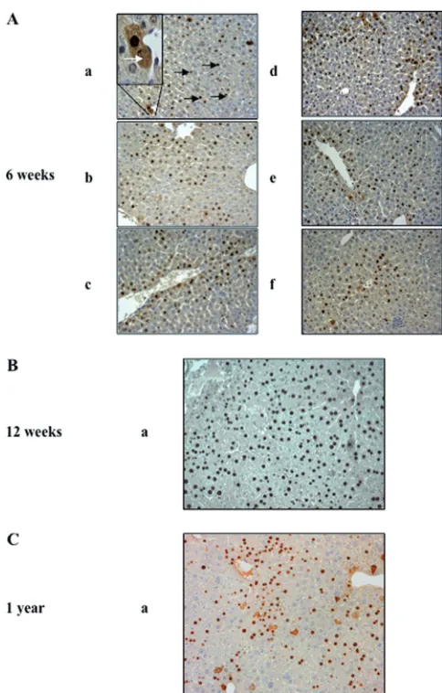FIG 2 HBV replication and expression in the liver of AAV2/8-HBV-injectedmice. Liver tissues were collected from HLA-A2/DR1 mice after PBS (lane 1)or AAV2/8-empty (lane 2) injection or 6 weeks, 12 weeks, and 1 year afterAAV2/8-HBV injection (lanes 3, 4, and