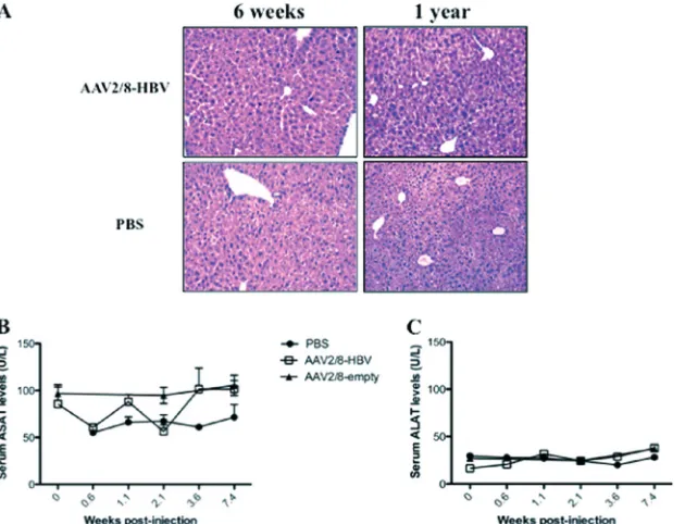 FIG 4 Histological analysis of liver sections and transaminase activities in sera from AAV2/8-HBV-injected mice