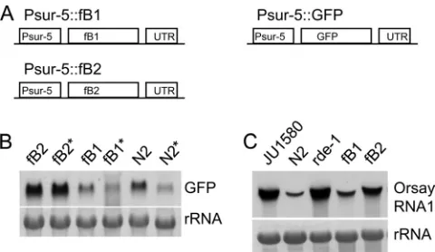 FIG 1 FHV B2 suppresses long dsRNA-triggered RNAi and RDVI targetingOrsay virus. (A) Schematic structure of the sur-5 promoter-based transgenes.Psur-5, the promoter for worm gene sur-5