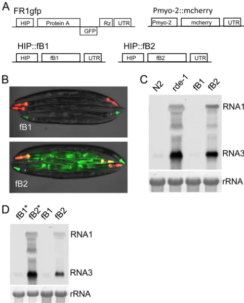 Fig. 2. Our gonad microinjection of plasmid constructs contain-