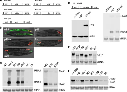 FIG 4 NoV B2, but not TBSV p19 or TAV 2b, suppresses long dsRNA-triggered RNAi and RDVI targeting Orsay virus