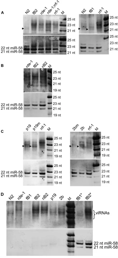 FIG 5 FHV B2 targets a step downstream of the primary siRNA biogenesis to