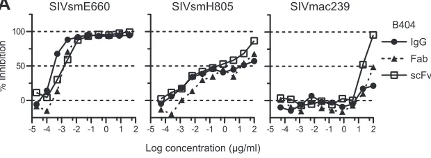 FIG 1 Potent and broad neutralization by monoclonal antibody B404 from a SIVsmH635FC-infected macaque