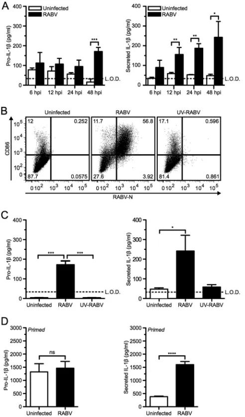 FIG 1 RABV infects murine dendritic cells and induces pro-IL-1P� and thesecretion of IL-1� in a time- and replication-dependent manner