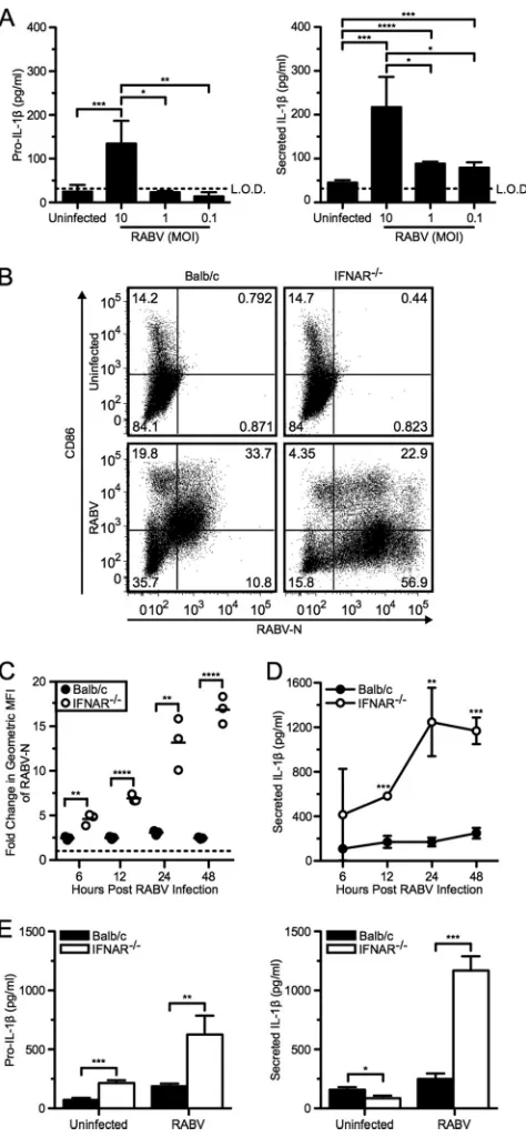 FIG 2 Increased RABV replication ampliﬁes IL-1****,were left uninfected or infected with RABV (MOI of 10) for 6, 12, 24, and 48hpi