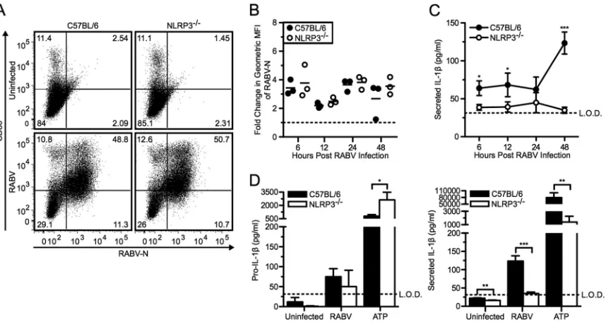 FIG 3 RABV-induced pro-IL-1L.O.D., limit of detection. *,mice were left uninfected or infected with RABV (MOI of 10) for 6, 12, 24, and 48 hpi
