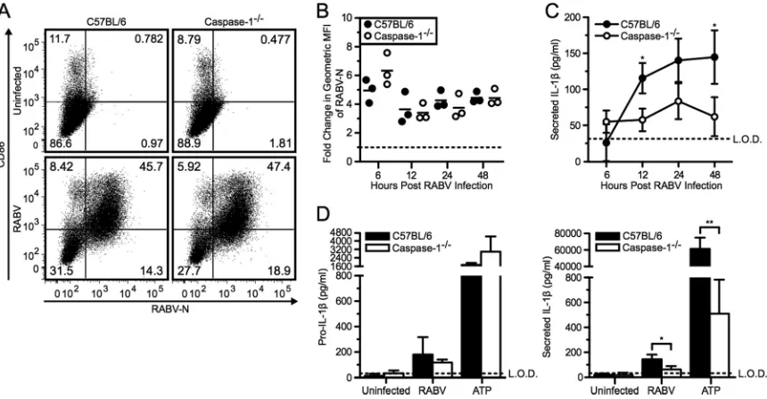 FIG 5 RABV-induced IL-1symbols and bars) mice were left uninfected or infected with RABV (MOI of 10) for 6, 12, 24, and 48 hpi