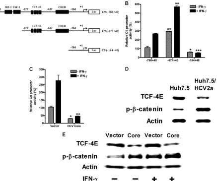 FIG 4 TCF-4E transcription factor-mediated C9 promoter activation is inhibited by HCV core protein