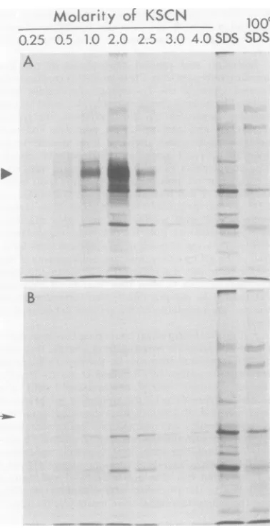 Fig. 2usedshown), were obtained whether OV or BSA was as the covalently coupled antigen (data not indicating that interaction of the IgG-