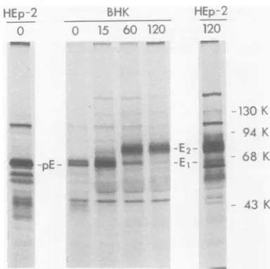 FIG. 5.paredFc-bindingpolypeptidesBHKmethionineBSA-Sepharoseroseafterspecificallyelectrophoreticnotnot60,bationand Newly synthesized and processed forms of produced in HEp-2 cells and cells infected with HSV-1(HFEM)syn