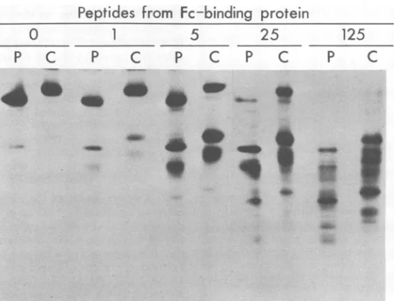 FIG.6.afterlabeledand Peptides obtainedfr-om newly synthesized (P) andprocessed (C) forms of the Fc-bindingglycoprotein partial proteolysis with various concentrations (0to 125 pg/sample) of S
