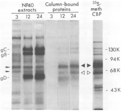 FIG. 9.Fc-bindingcells. Presence and kinetics ofappearance ofthe glycoprotein on the surfaces of infected HEp-2 cells infected with HSV-1(HFEM)syn