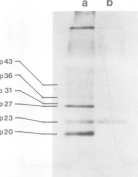 FIG...d:05::.Agrifiedtext.werewasasthewith described 5. Immunoprecipitation of 35S-labeled HBs- polypeptides with guinea pig anti-HBs/adw