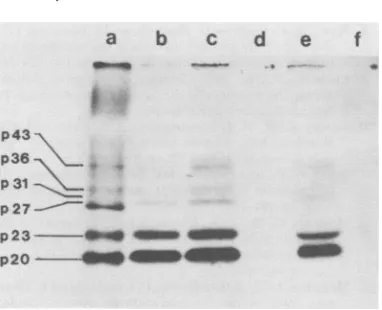 FIG. 6.Ag Im with anti