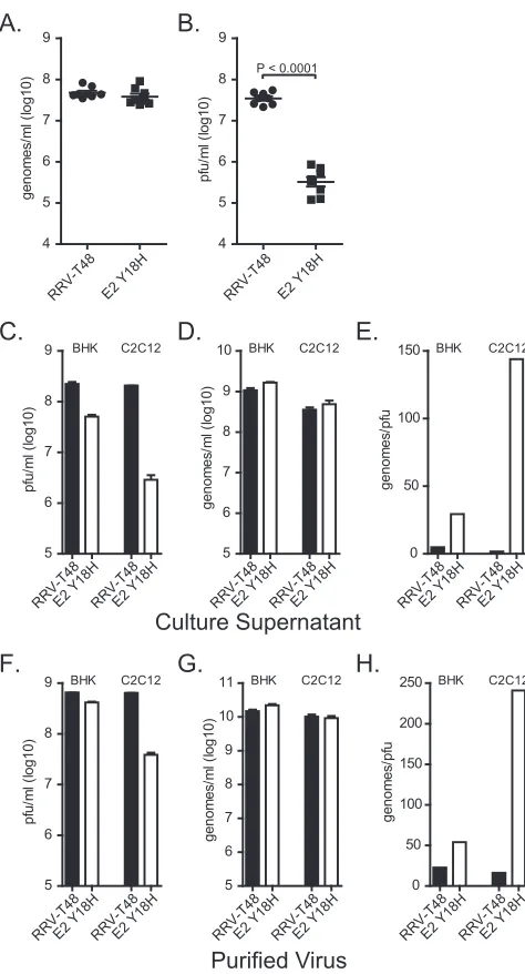 FIG 8 The E2 Y18H mutation reduces the infectivity of RRV in a cell-type-dependent manner