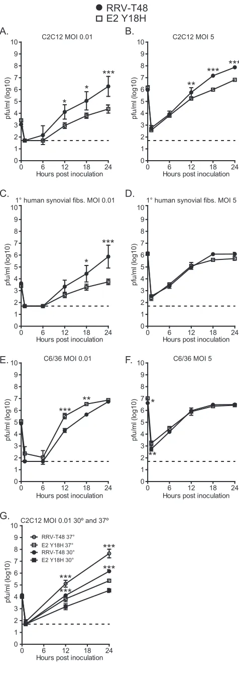 FIG 3 The E2 Y18H mutation affects RRV replication in a cell-type-depen-0.001. (G) C2C12 murine muscle cells were inoculated with RRV-T48 or RRV-T48 E2 Y18H at an MOI of 0.01 and incubated at 37°C or 30°C