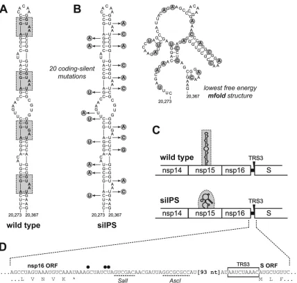 FIG 3 Construction of the silPS mutant. (A) Model for the MHV PS proposed by Chen et al