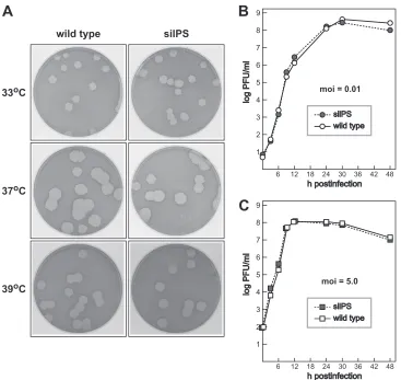 FIG 4 Growth characteristics of the silPS mutant. (A) Plaques of the silPS mutant at 33, 37, and 39°C compared with those of the isogenic wild-type virus