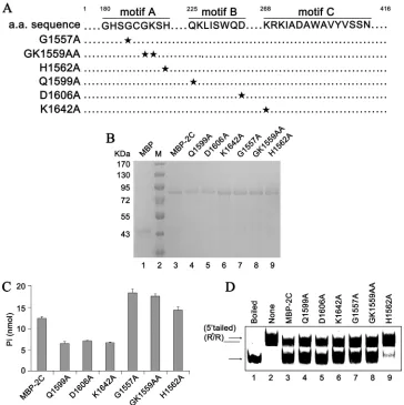 FIG 11 The RNA helix destabilizing and ATPase activities of EoV 2C can be separated. (A) Sequence analysis of the EoV 2C ORF and the mutagenesis strategy,with sites of replacement with alanine indicated by a star
