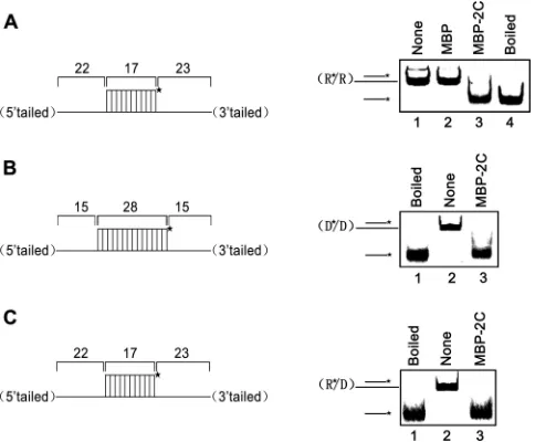 FIG 1 Amino acid sequence alignment of 2C proteins of EoV and other picorna-like viruses