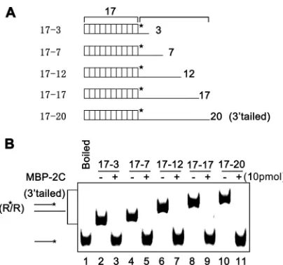 FIG 5 The length of 3destabilizing activity of EoV 2C. (A) Schematic illustration of RNA helix sub-strates with the indicated lengths of 3HEX labeled