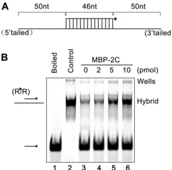 FIG 7 EoV 2C destabilizes structured RNA strands. (A) Schematic illustrations of the stem-loop structures of the two 42-nt RNA substrates predicted by mfold.The two RNA strands are complementary