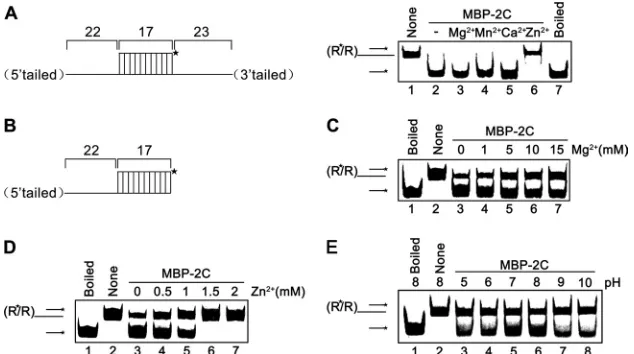 FIG 9 Optimal conditions for EoV 2C RNA helix destabilization. (A) Standard RNA helix substrate (3= plus 5= tailed) (0.1 pmol) as illustrated in the left panelwas reacted with MBP-2C in the presence of the indicated divalent metal ions at 2.5 mM