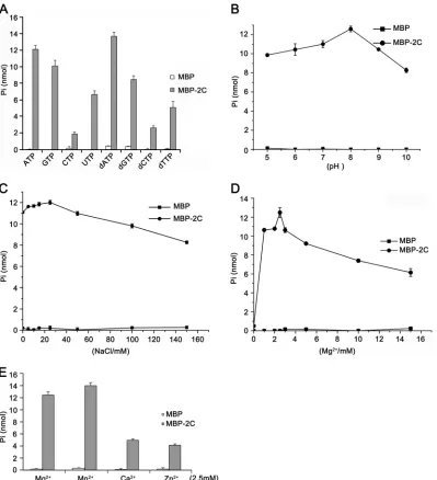 FIG 10 EoV 2C has NTPase activity. (A) MBP-2C was reacted with the indicated NTP or dNTP