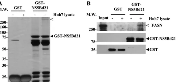 FIG 1 FASN interacts with NS5B. (A) GST and GST-NS5B fusion proteins (GST-NS5Bd21) were puriﬁed with glutathione Sepharose 4B beads for a pulldownassay in the absence (�) or presence (�) of Huh7 cell lysates