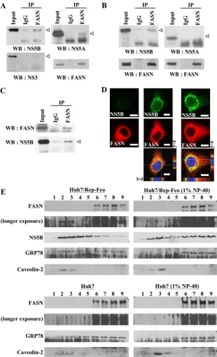 FIG 3 NS5B interacts and colocalizes with FASN in HCV replicon cells and HCVcc-infected cells