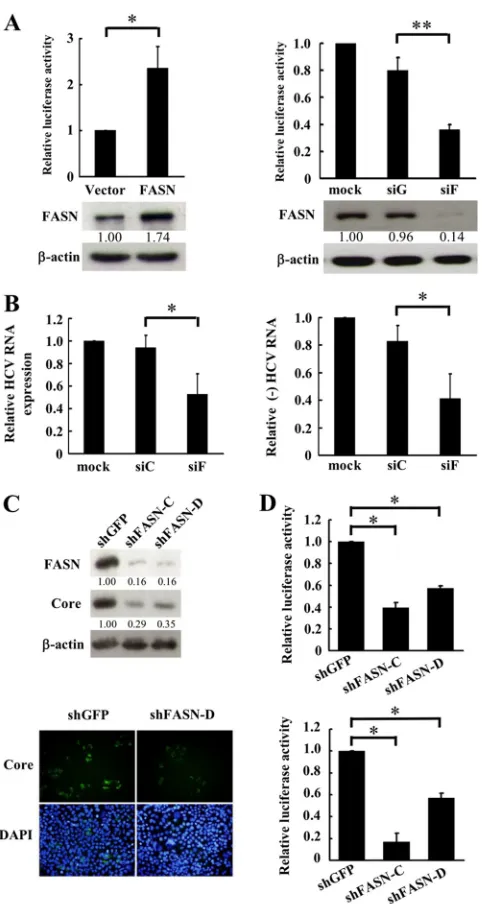 FIG 6 Fatty acid synthase is a component of the HCV replication complex.