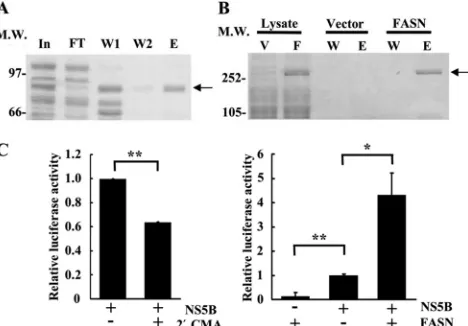 FIG 7 FASN enhances HCV NS5B RdRp activity. (A) The NS5B protein waspuriﬁed as described in Materials and Methods and was then stained withCoomassie blue