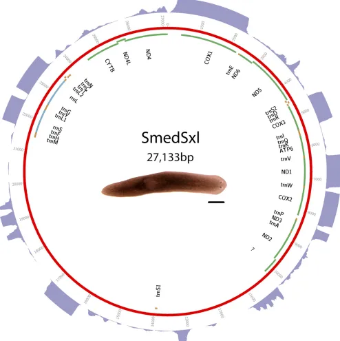 Figure 1 Schematic of S. mediterranea Sxl biotype mitochondrial genome. Putative protein-coding genes are in green
