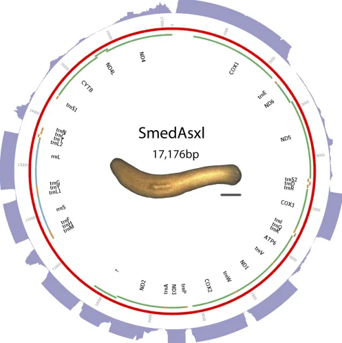 Figure 2 Schematic of S. mediterranea Asxl biotype mt genome. Putative protein-coding genes are in green