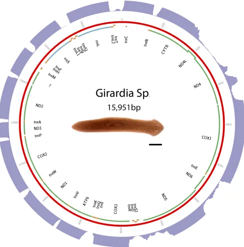 Figure 3 Schematic oforange. The purple outer ring is a histogram representing depth of RNAseq aligned to mitochondrial genome