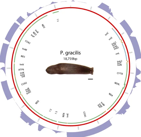 Figure 4 Schematic oforange. The purple outer ring is a histogram representing depth of RNAseq aligned to mitochondrial genome