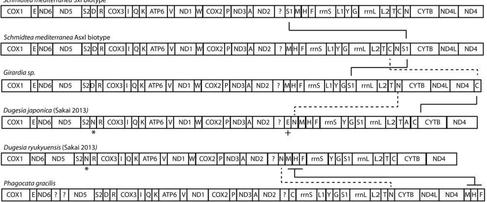 Figure 5 Schematic of gene order for six triclads, this includesAsparagine tRNA annotated in bothother change