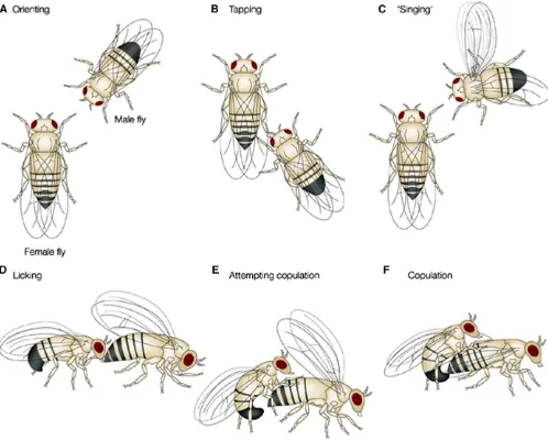 Figure 1 A diagram showing the sequence of behaviors during courtship in D. melanogaster