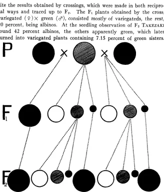 FIGURE 2.-This the diagram as in figure 1 shows the hereditary mode of the variegated rice of “unusual” type