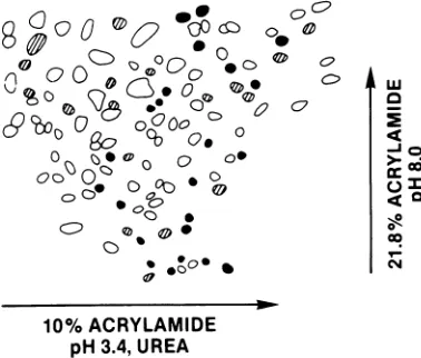Fig. 4.the Of 100 unique oligonucleotides examined,77 were common to both viruses, indicating that genomes are similar